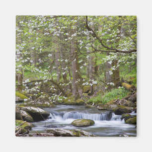 Hartriegelbäume Great Smoky Mountain, Tennessee Magnet