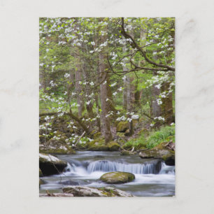 Hartriegelbäume Great Smoky Mountain, Tennessee Postkarte