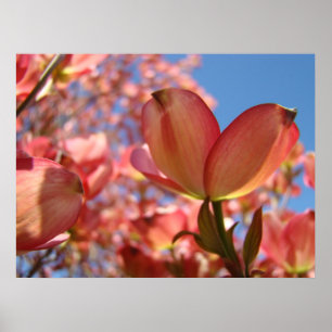 Hartriegelblumen 4 Natur Kunst Drucke Poster Kunst