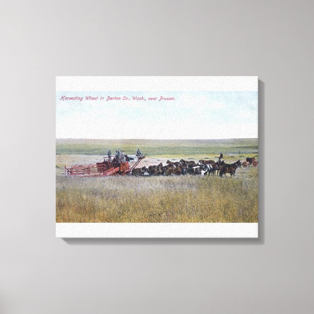 Harvesting Wheat Scene Leinwanddruck (Vorderseite)