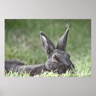 Häschen im Gras-Kunstdruck Poster