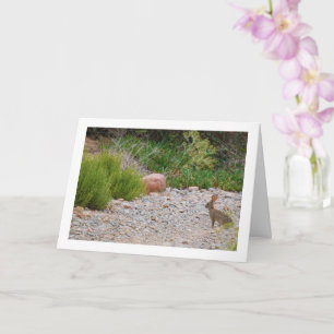 Hase im Canyon Karte