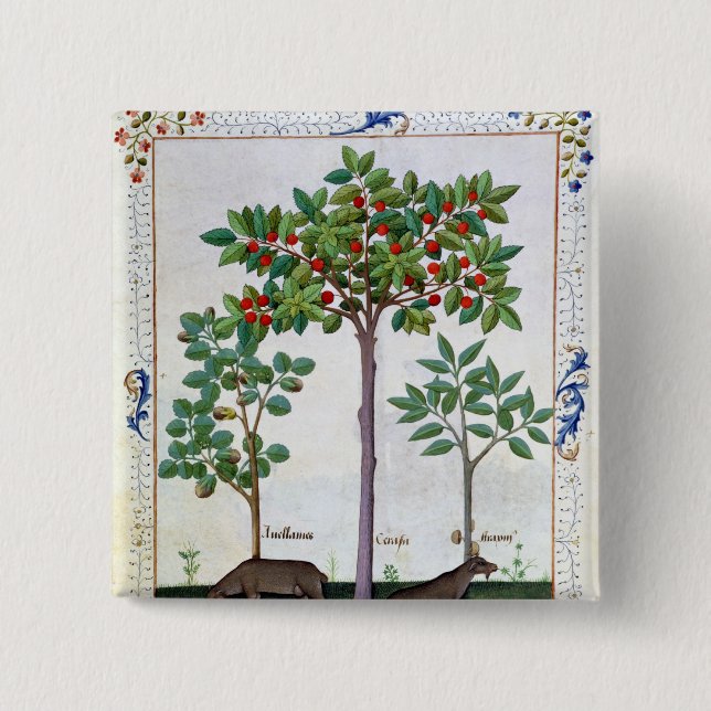 Haselnuss Bush und Kirschbaum Button (Vorderseite)