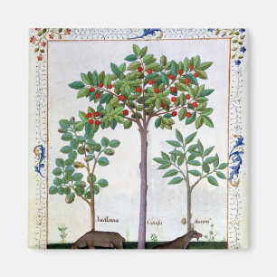 Haselnuss Bush und Kirschbaum Magnet