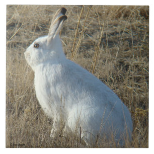 Hasen des Snowshoe-R25 Fliese