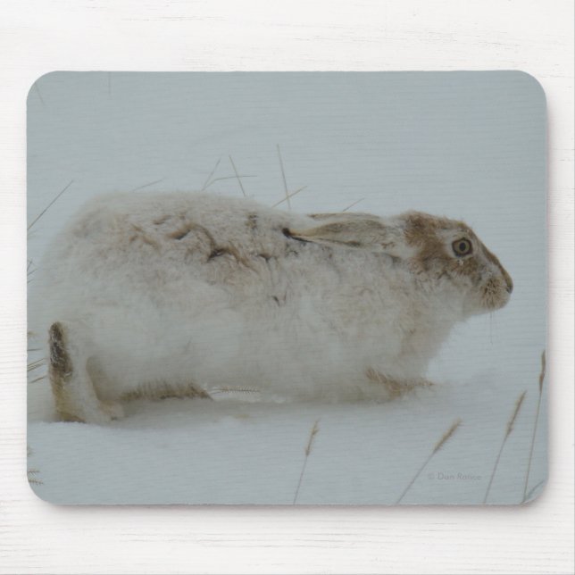 Hasen des Snowshoe-R7 bereit zu laufen Mousepad (Vorne)