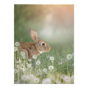 Hasen im Raum der Löwenfeldchen Fotodruck
