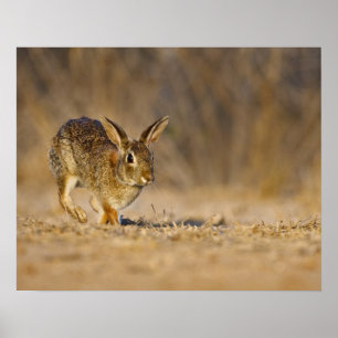 Hasen Poster