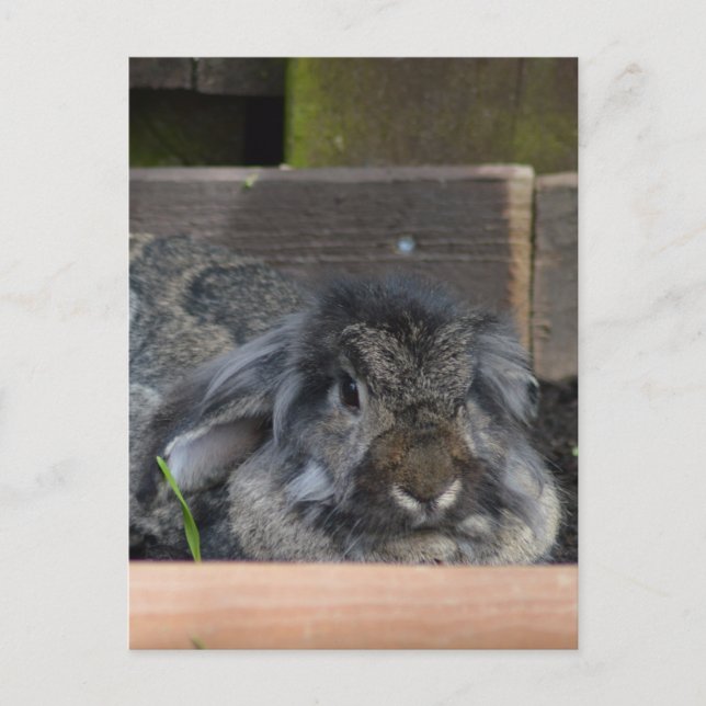 Hasen Postkarte (Vorderseite)