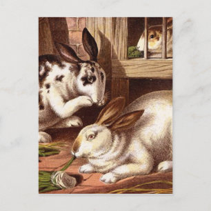 Hasen-Vintage-Illustration Postkarte