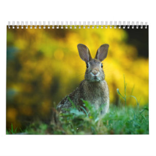 Hasenkalender, Calendar Rabbit Hares Kalender