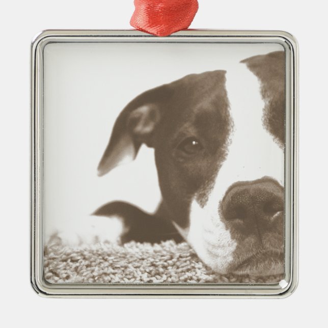 hassen die Tat nicht die Rasse freundlichen Pitbul Ornament Aus Metall (Vorne)