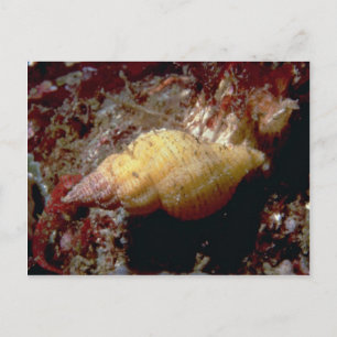 Hässliche Zwerg-triton (Ocenebra lurida) Schale Postkarte