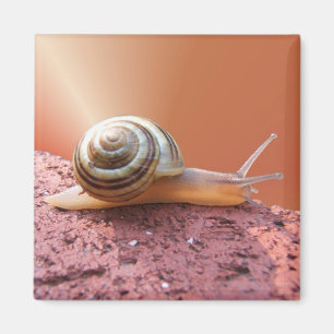Hastender Schnecke ~ Magnet