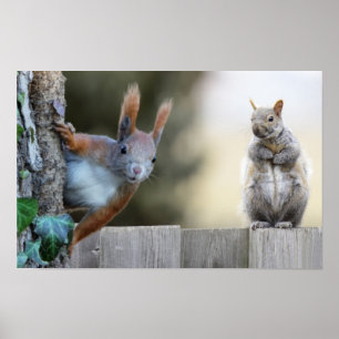 Hat jemand meine Nüsse gesehen? Poster