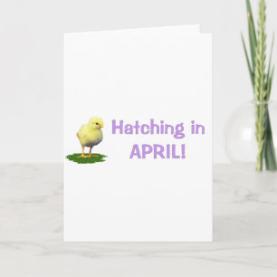 Hatching im April! Mutterschaft/Schwangerschaft im Ankündigung