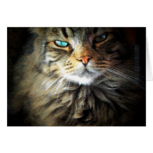 Hatte mich am Meow