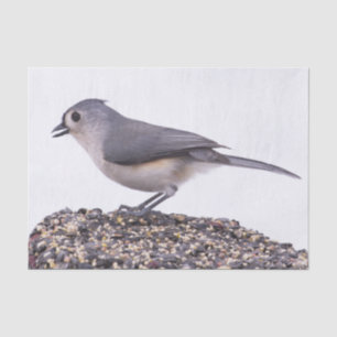 Haubenmeise auf Vogelfuttersalzpapier Seidenpapier