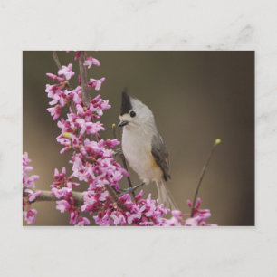 Haubenmeise, Baeolophus Postkarte