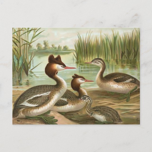 Haubentaucher Postkarte (Vorderseite)