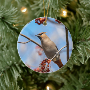 Haubenwachsflügel, schwarze Maske und gelber Schwa Keramik Ornament