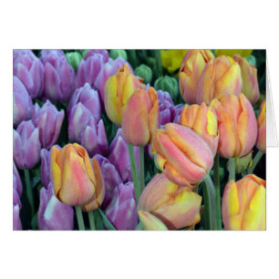 Haufen farbiger Tulpen
