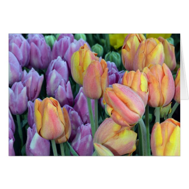 Haufen farbiger Tulpen (Vorderseite (Horizontal))