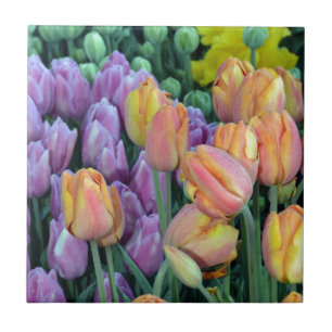 Haufen farbiger Tulpen Fliese