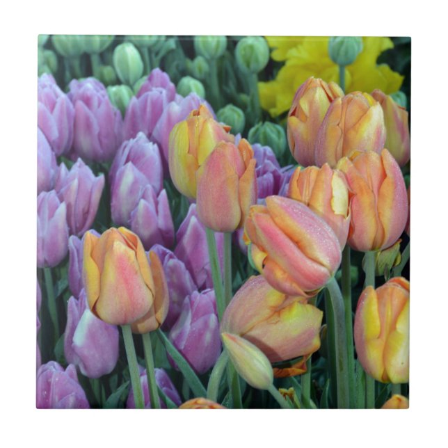 Haufen farbiger Tulpen Fliese (Vorderseite)