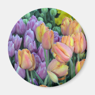 Haufen farbiger Tulpen Magnet