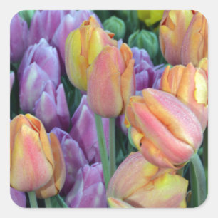 Haufen farbiger Tulpen Quadratischer Aufkleber