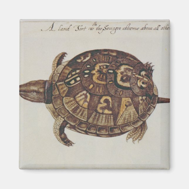 Häufig Box Tortoise Magnet (Vorne)