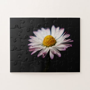 Häufig Daisy 11x14 30pc jpcn