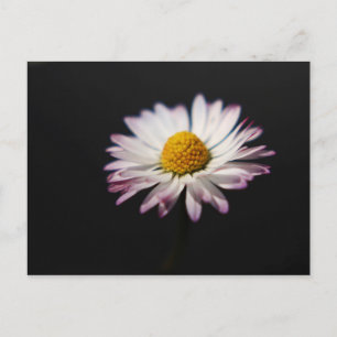 Häufig Daisy pccnm Postkarte