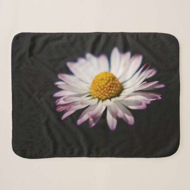 Häufig Daisy sbcnm Sherpadecke (Vorderseite (Horizontal))