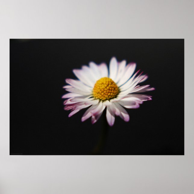 Häufig Daisy wapcna Poster (Vorne)