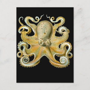 Häufig Oktopus Postkarte