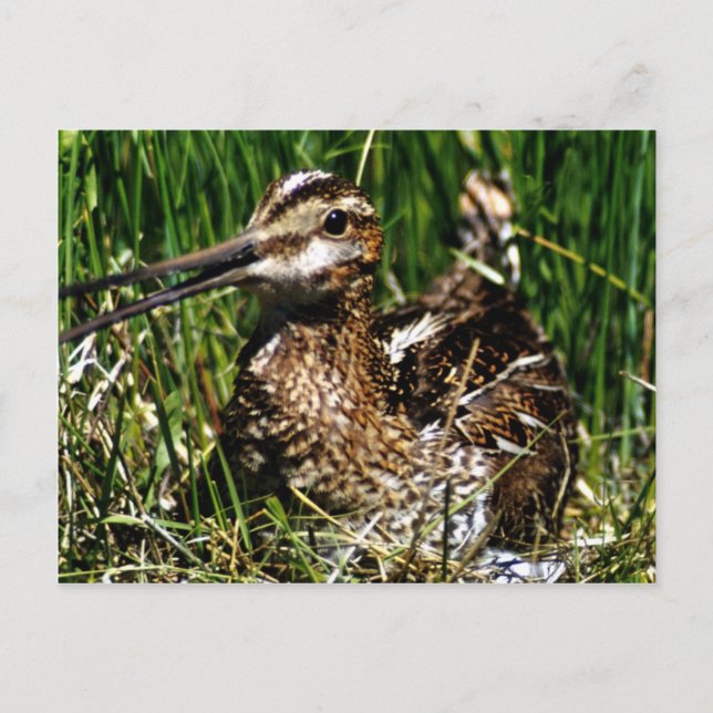 Häufig Postkarte (Vorderseite)