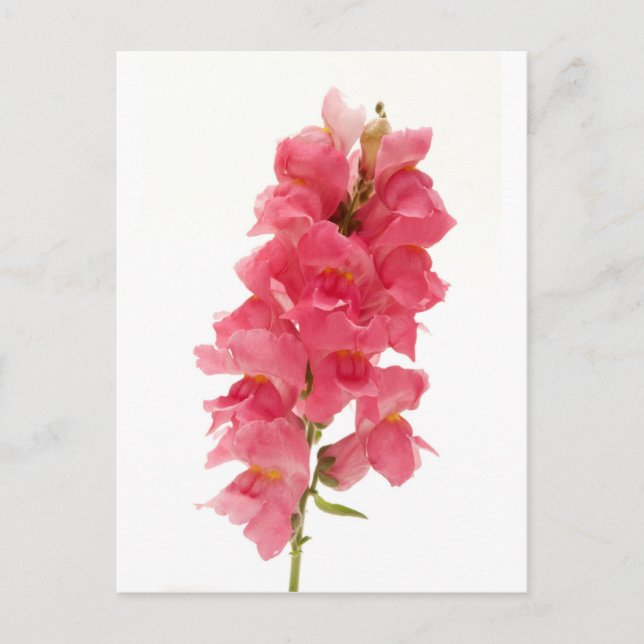 Häufig Snapdragon Postkarte (Vorderseite)
