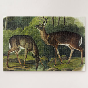 Häufig (Weißschwanz) Hirsche - Audubon-Quadrupeds