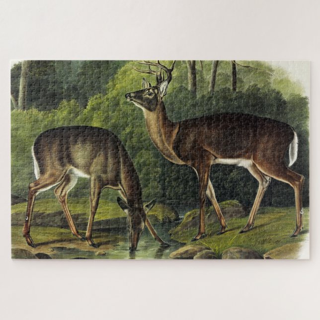 Häufig (Weißschwanz) Hirsche - Audubon-Quadrupeds (Horizontal)