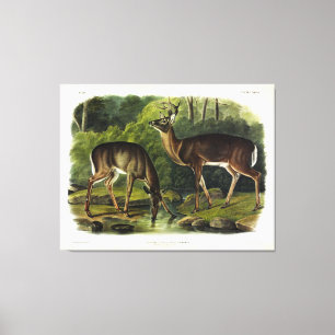 Häufig (Weißschwanz) Hirsche - Audubon-Quadrupeds Leinwanddruck