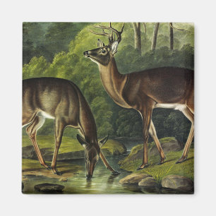 Häufig (Weißschwanz) Hirsche - Audubon-Quadrupeds Magnet