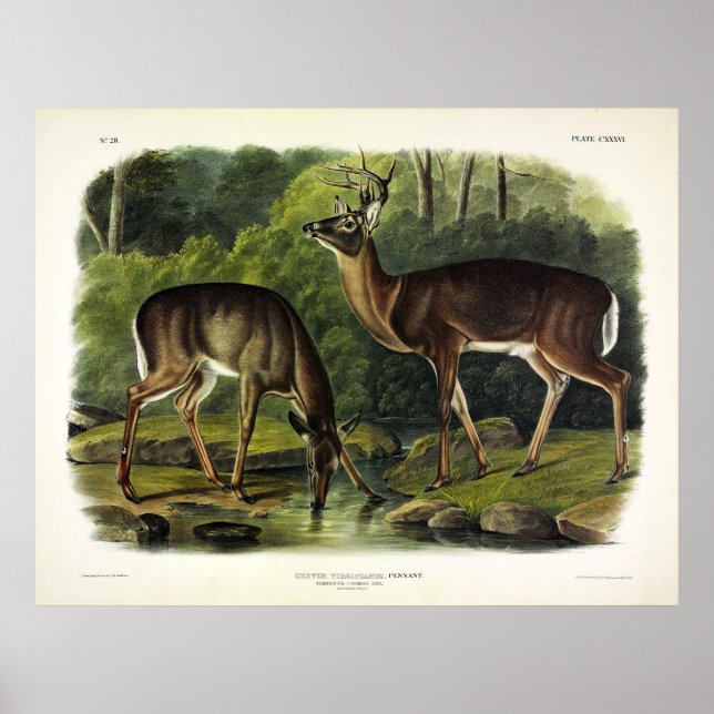 Häufig (Weißschwanz) Hirsche - Audubon-Quadrupeds Poster (Vorne)