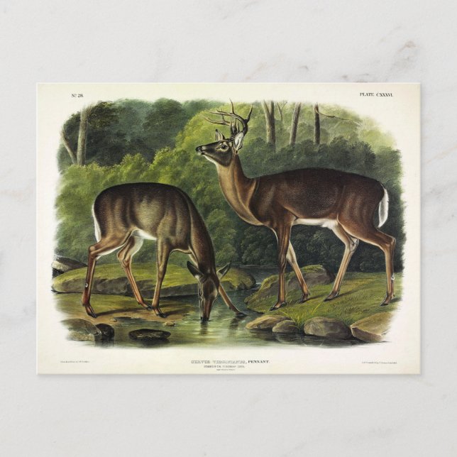 Häufig (Weißschwanz) Hirsche - Audubon-Quadrupeds Postkarte (Vorderseite)