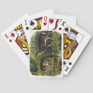 Häufig (Weißschwanz) Hirsche - Audubon-Quadrupeds Spielkarten