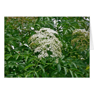 Häufige Elderberry-Karte (Sambucus canadensis)