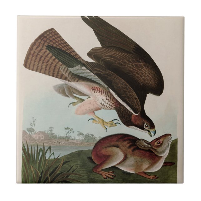 Häufige Vögel von Bussard America Audubon Print Fliese (Vorderseite)