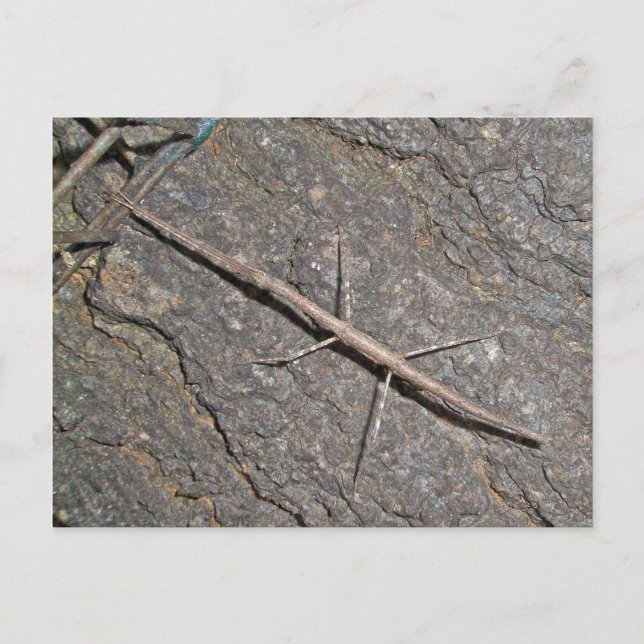 Häufige Walkingstifte (Diapheromera femorata) Postkarte (Vorderseite)