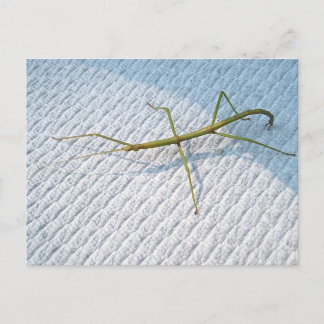 Häufige Walkingstifte (Diapheromera femorata) Postkarte (Vorderseite)
